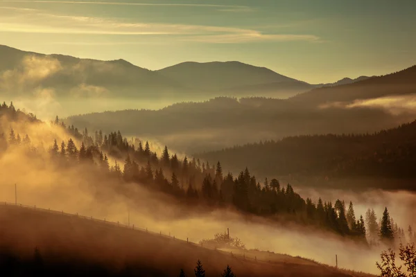 Morgennebel im Bergwald. — Stockfoto