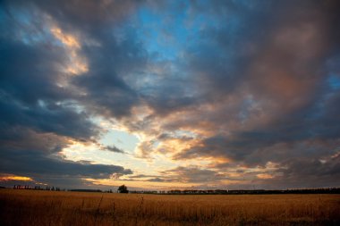 buğday alan günbatımı