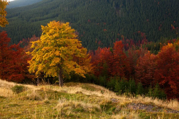 Herbstfarben. Bergwald — Stockfoto