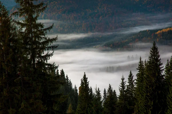 Névoa matinal na floresta montanhosa . — Fotografia de Stock
