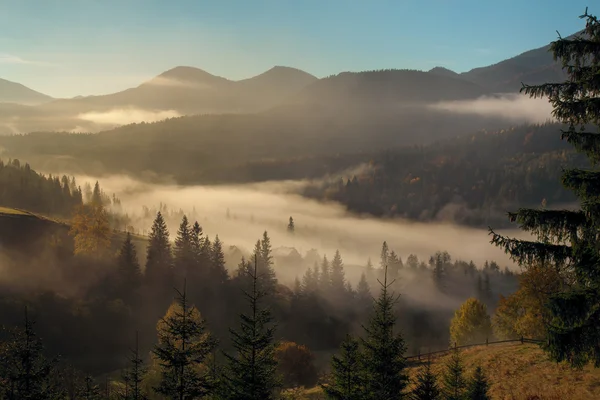 Morgennebel im Bergwald. — Stockfoto