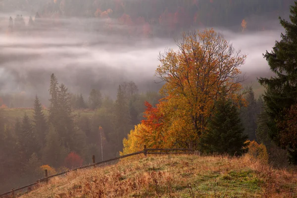 Ранковий туман у гірському лісі . — стокове фото