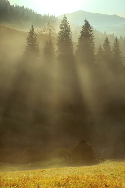 Morgennebel im Bergwald. — Stockfoto