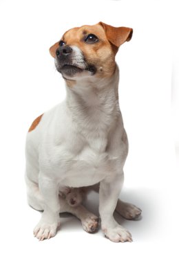 Beyaz arka plan üzerinde izole köpek yavrusu. Jack Russell Terrier