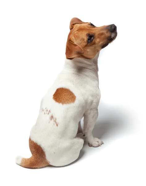 Anjing diisolasi dengan latar belakang putih. Jack Russell Terrier — Stok Foto