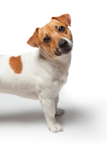 Anjing diisolasi dengan latar belakang putih. Jack Russell Terrier — Stok Foto