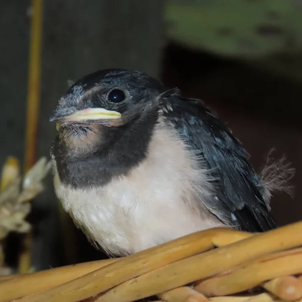 Hirundinidae Young Swallow Nest — Stock Photo, Image