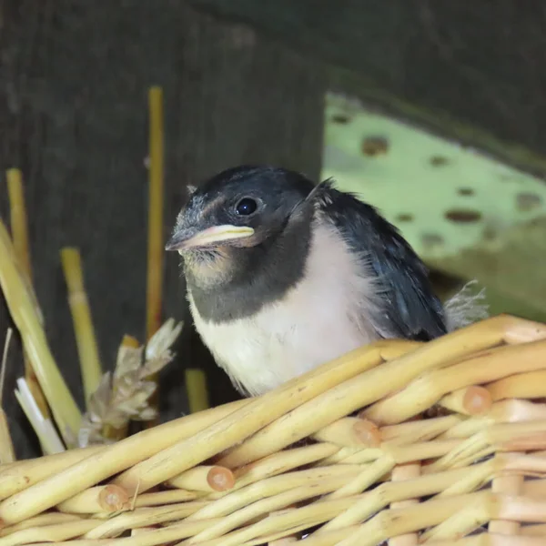 Hirundinidae Young Swallow Nest — Stock Photo, Image