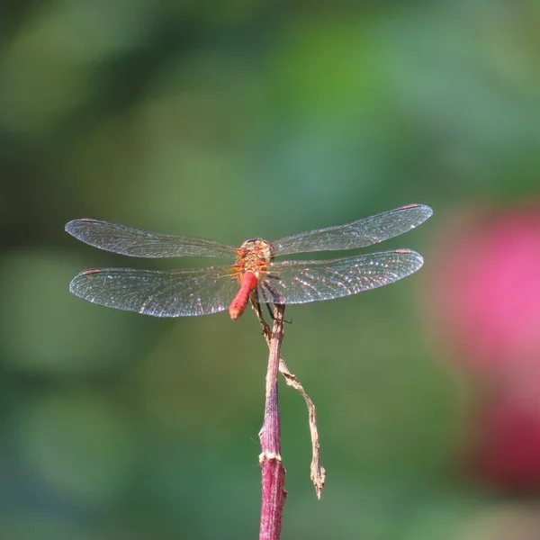 Sympetrum Vulgatum Gemeine Heidelibelle — Foto Stock