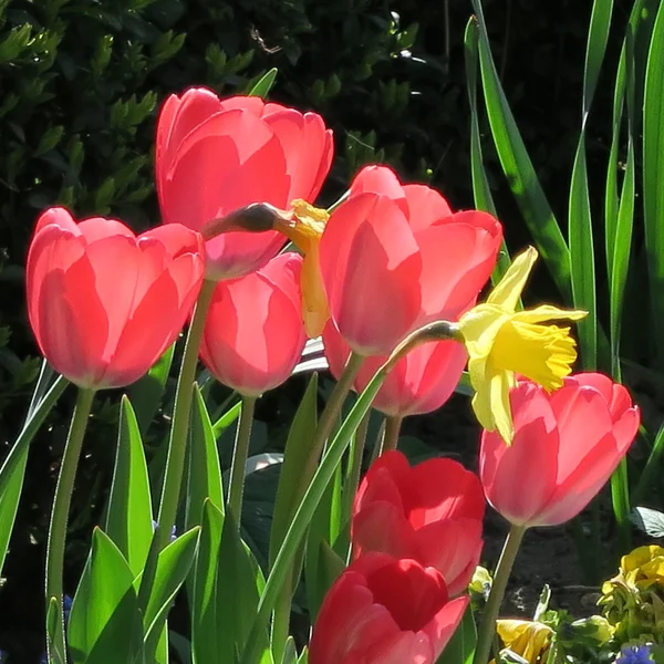 Tulipa. — Foto de Stock