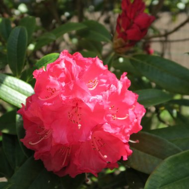 Rhododendren