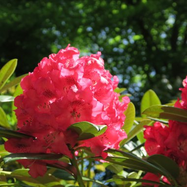 Rhododendren