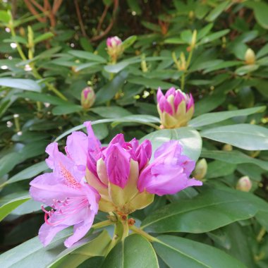 Rhododendren