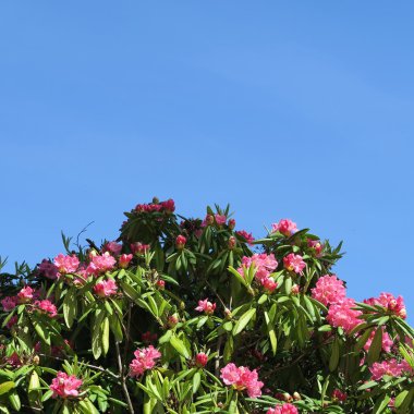 Rhododendren