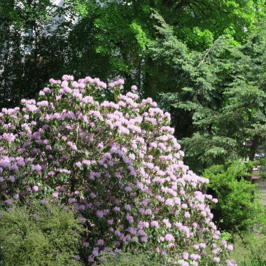 Rhododendren