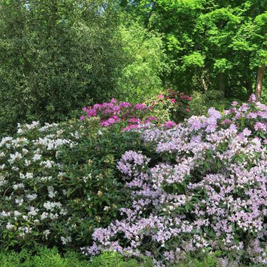 Rhododendren