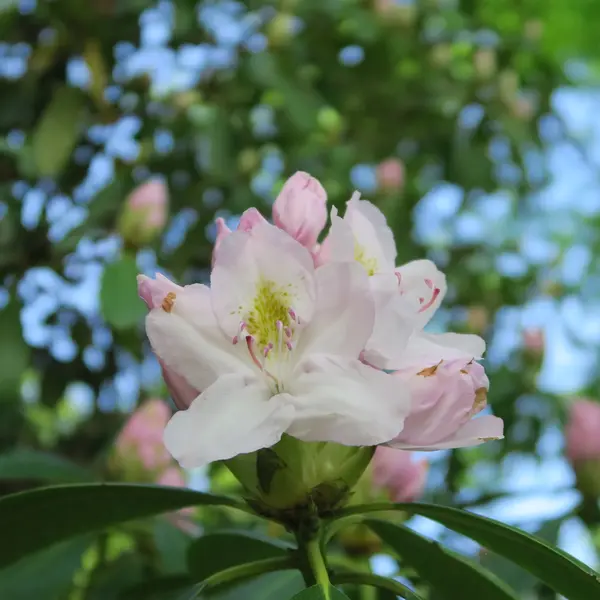 Rhododendren — Stockfoto