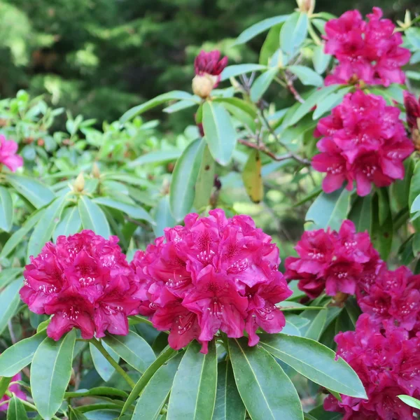 Rhododendren — Stockfoto