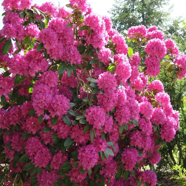 Rhododendren — Stockfoto