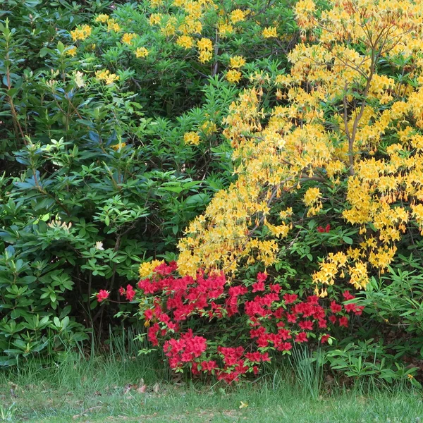 Rhododendren — Fotografia de Stock