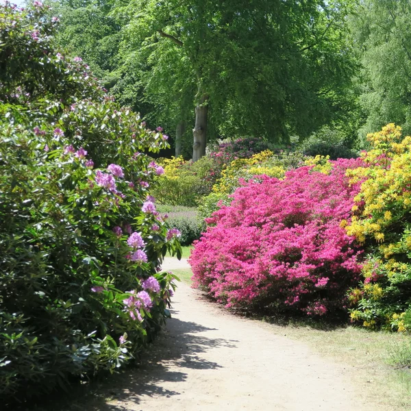 Rhododendren