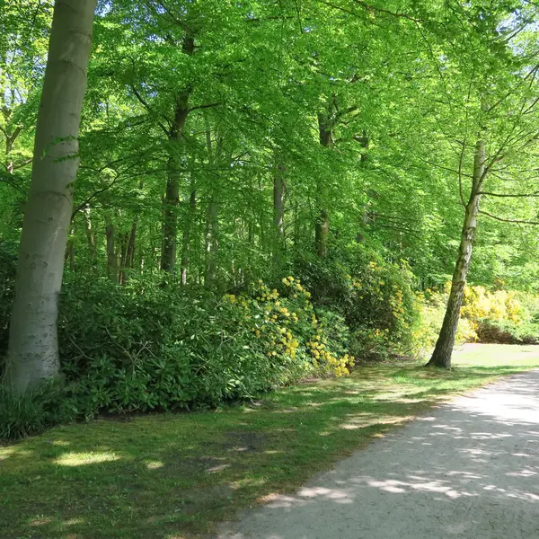 Rhododendren — Stok fotoğraf