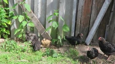 littlechicks