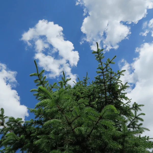 Зеленая елка — стоковое фото