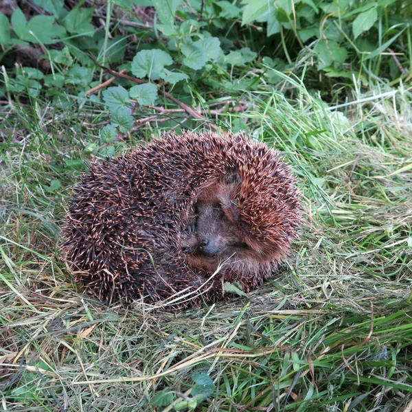 Erinaceidae —  Fotos de Stock