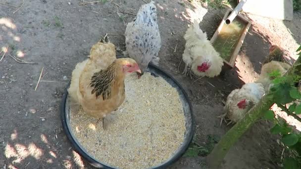Levande kycklingar — Stockvideo