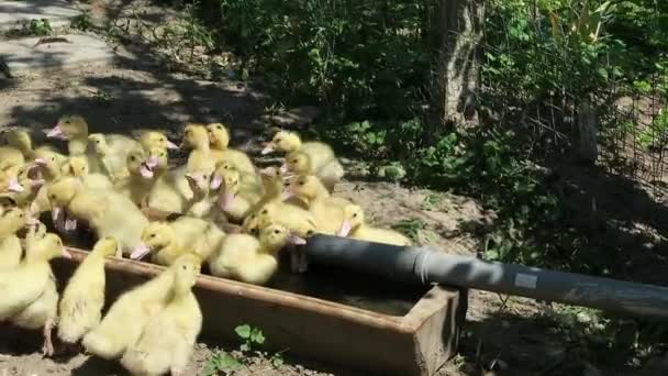 Hayat ördek yavrusu — Stok video