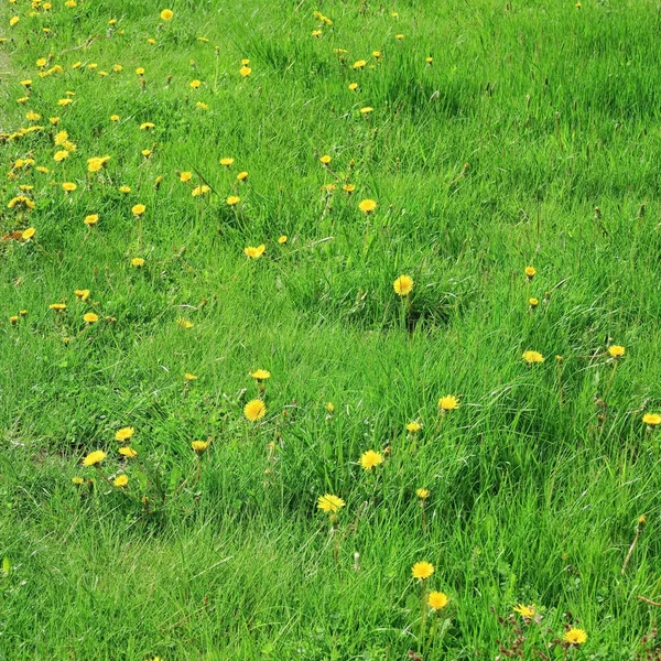 Taraxacum — Foto de Stock