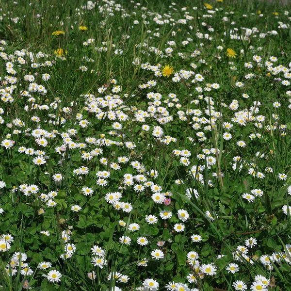 Taraxacum — Stockfoto