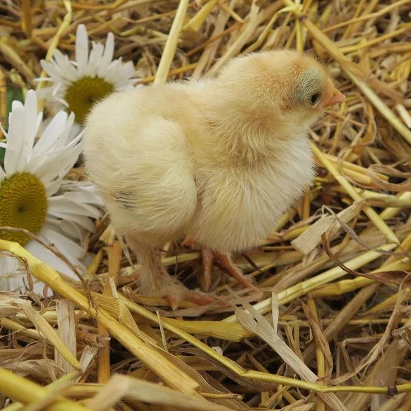 Poussins mignons — Photo