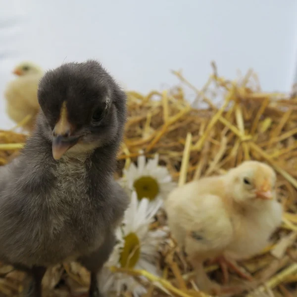 Niedliche Küken — Stockfoto