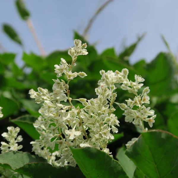 Fallopia baldschuanica — Fotografia de Stock