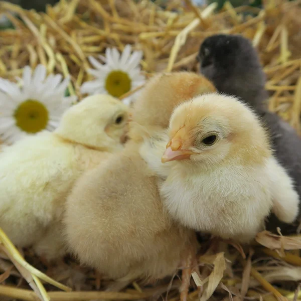 Niedliche Küken — Stockfoto