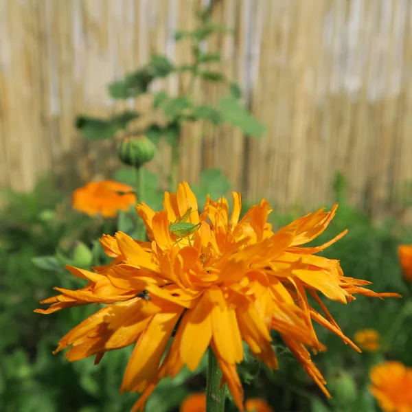 Calendula officinalis — Stock Photo, Image