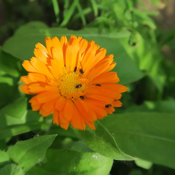 Calendula officinalis — Stock Photo, Image