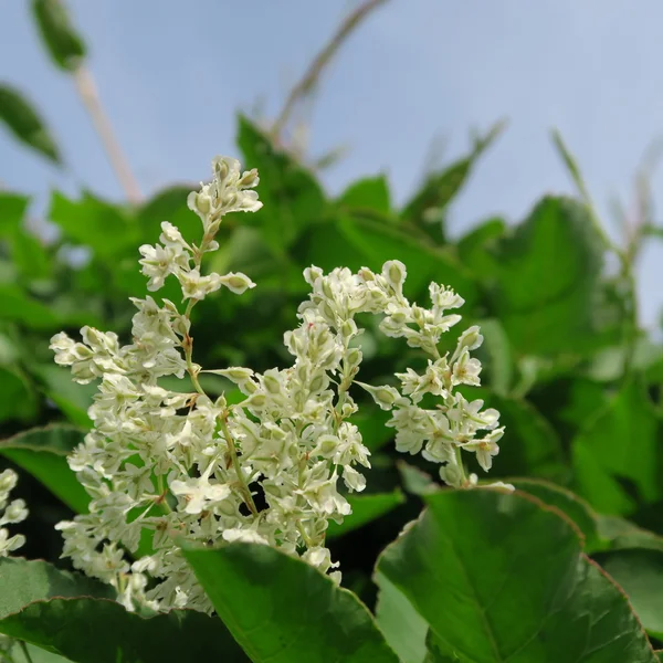 Fallopia baldschuanica — Fotografia de Stock