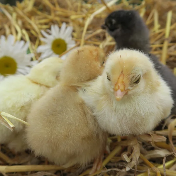 Niedliche Küken — Stockfoto