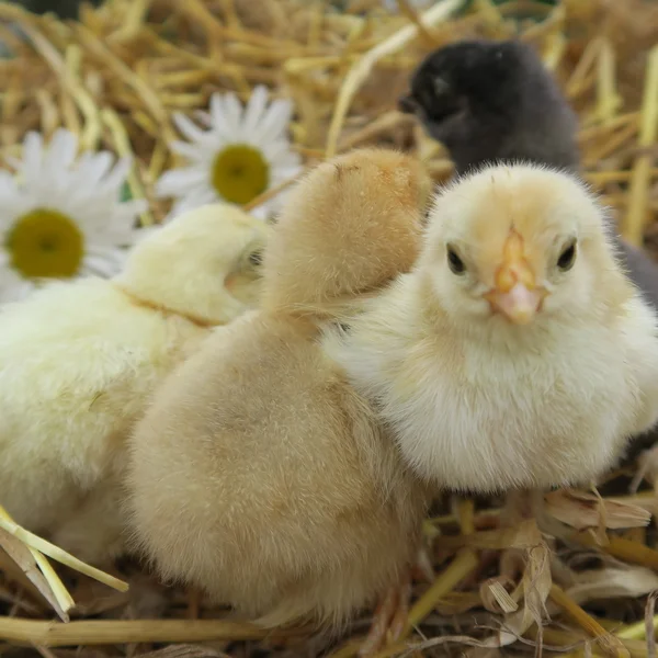 Niedliche Küken — Stockfoto