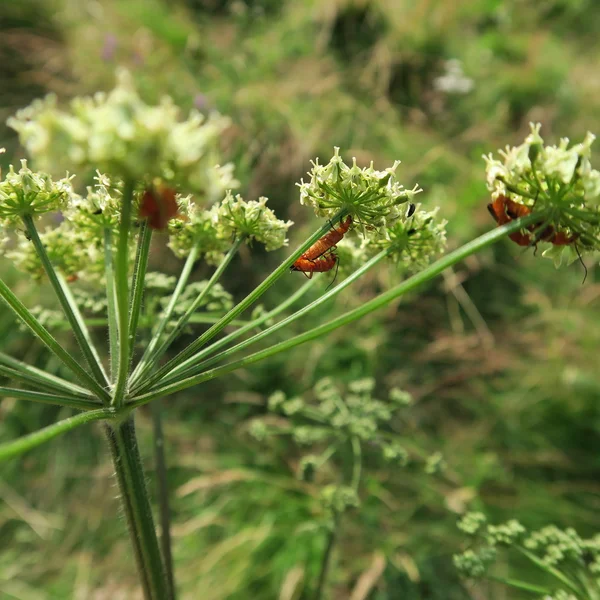 Cántaridos en Heracleum mantegazzianum — Foto de Stock