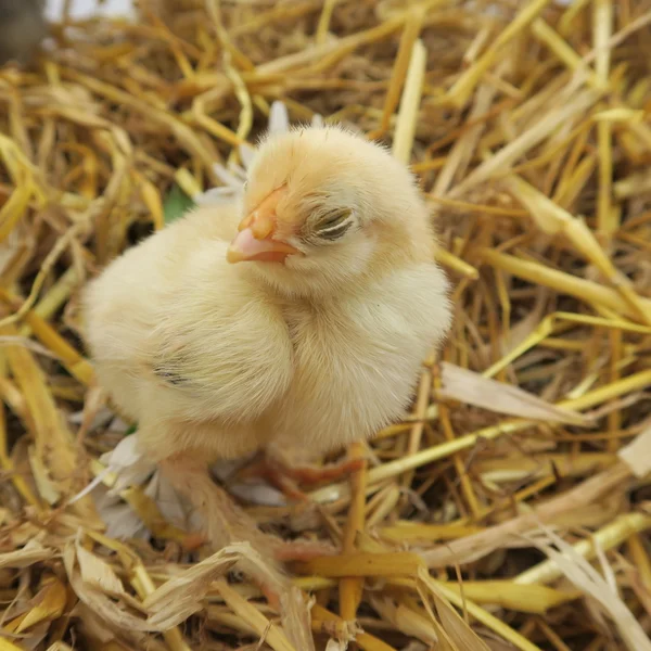 Söta kycklingar — Stockfoto