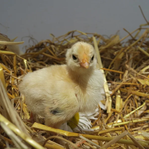 Cute chicks — Stock Photo, Image