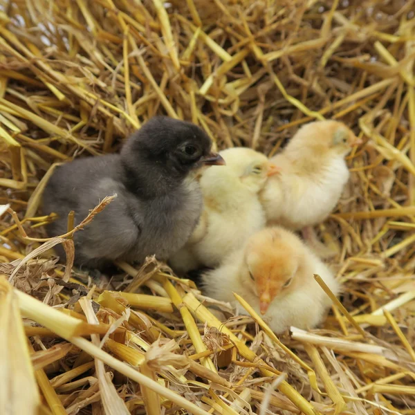 Poussins mignons — Photo