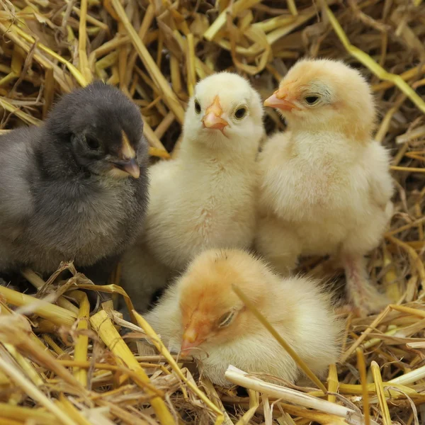 Niedliche Küken — Stockfoto