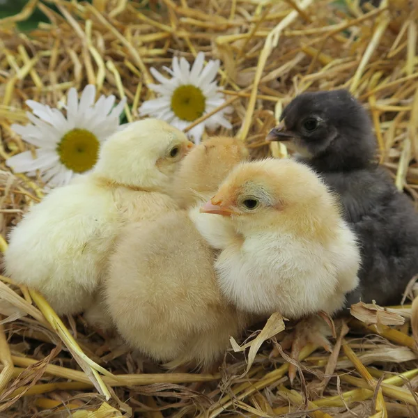 Poussins mignons — Photo