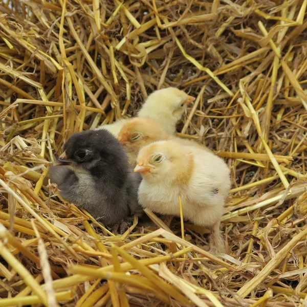 Niedliche Küken — Stockfoto