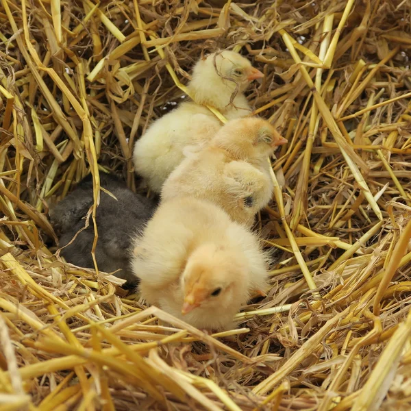 Söta kycklingar — Stockfoto